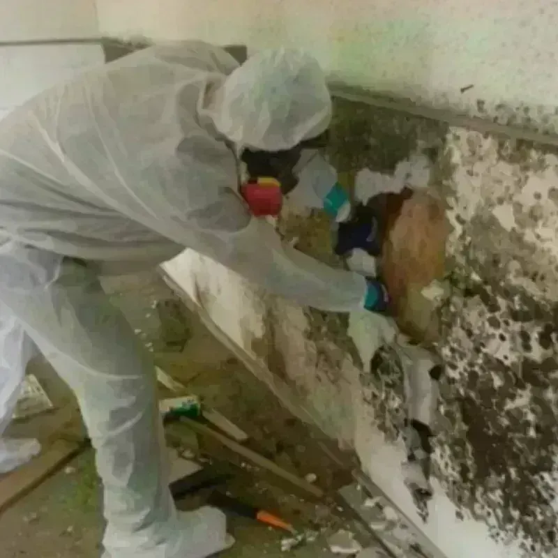 Mold Remediation and Removal in Walled Lake, MI